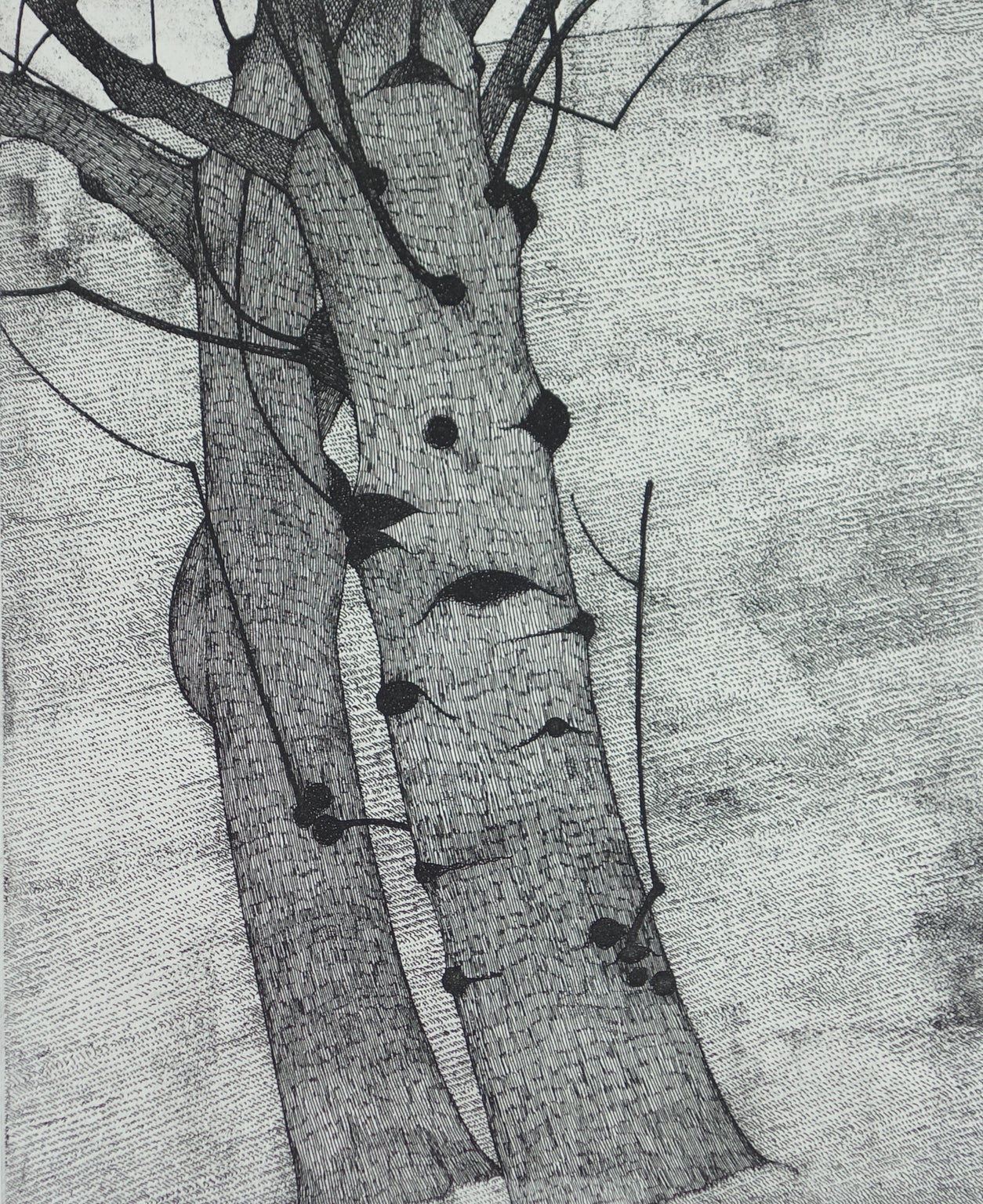 Two Alders 1997