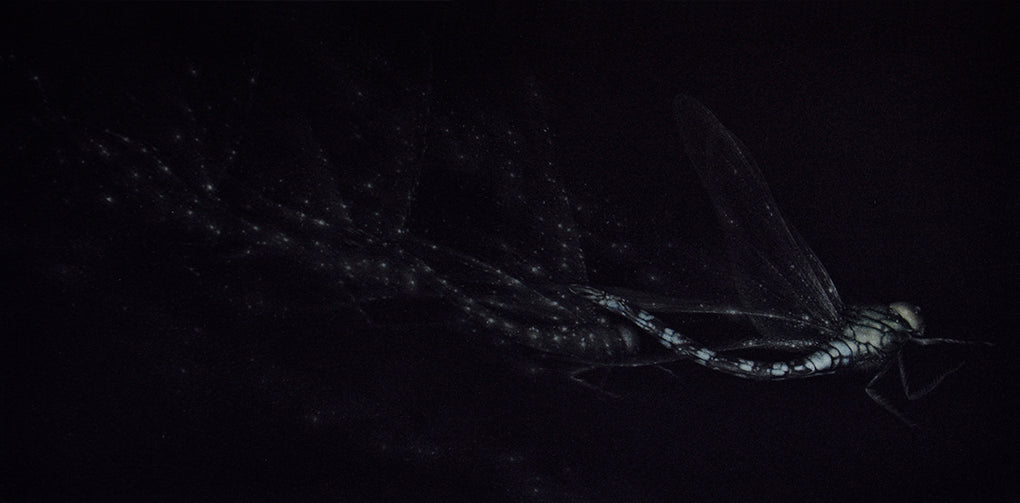 Vol de Nuit by Mikio Watanabe