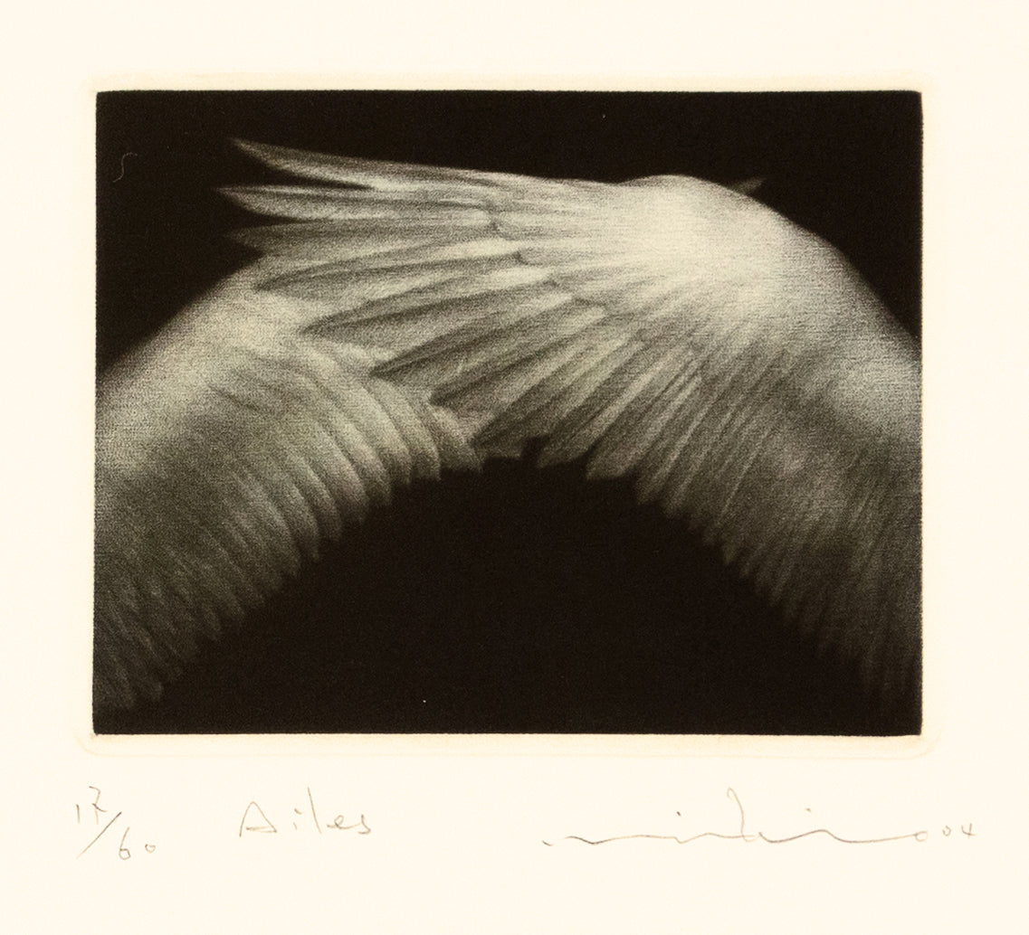 Ailes by Mikio Watanabe