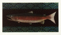 Salmon Return - No More Dam by Seiichi Hiroshima - Davidson Galleries
