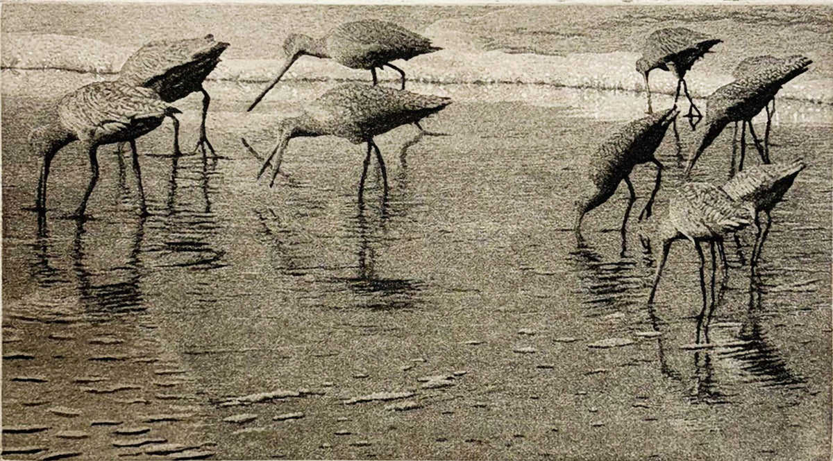 Sea Birds by Stephen McMillan - Davidson Galleries